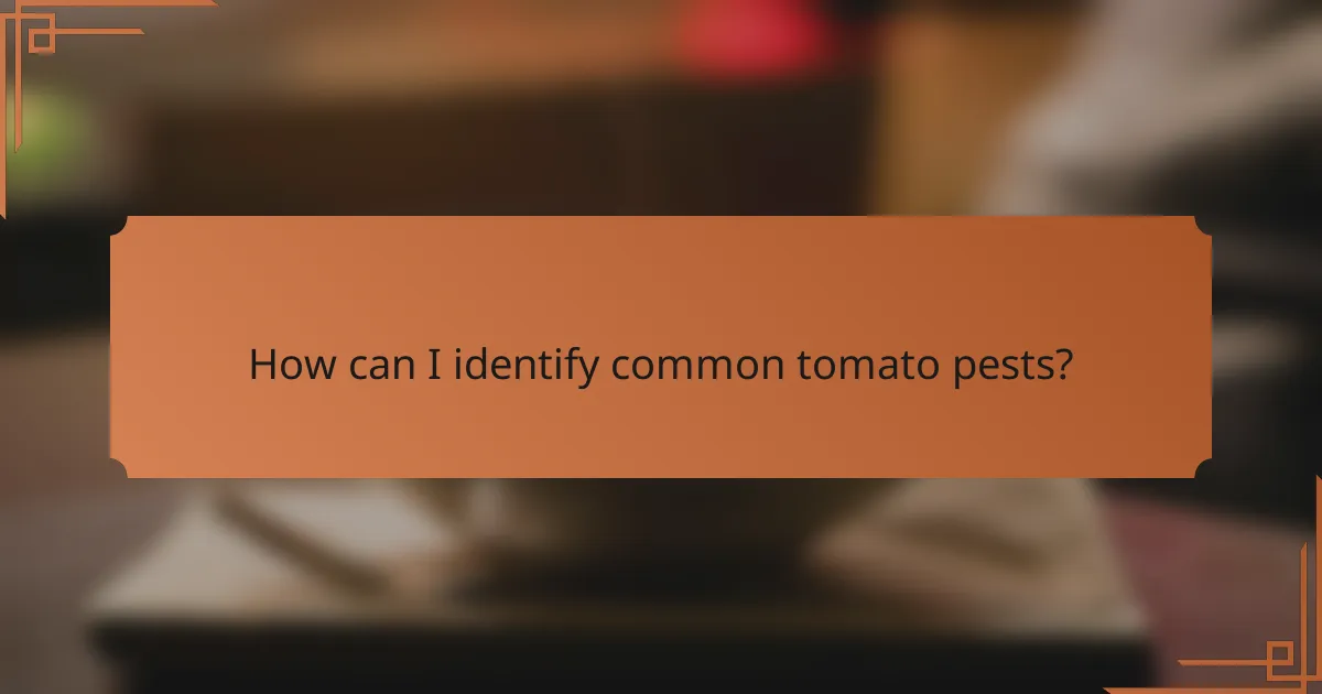 How can I identify common tomato pests?
