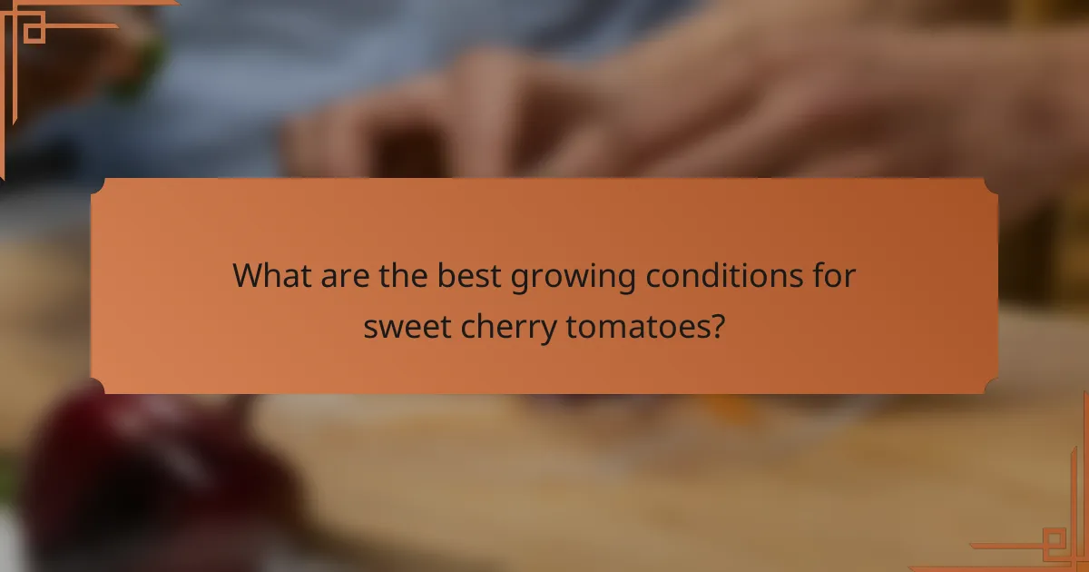 What are the best growing conditions for sweet cherry tomatoes?