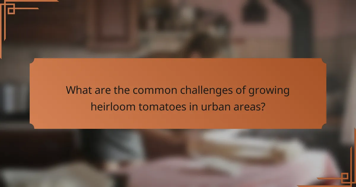 What are the common challenges of growing heirloom tomatoes in urban areas?