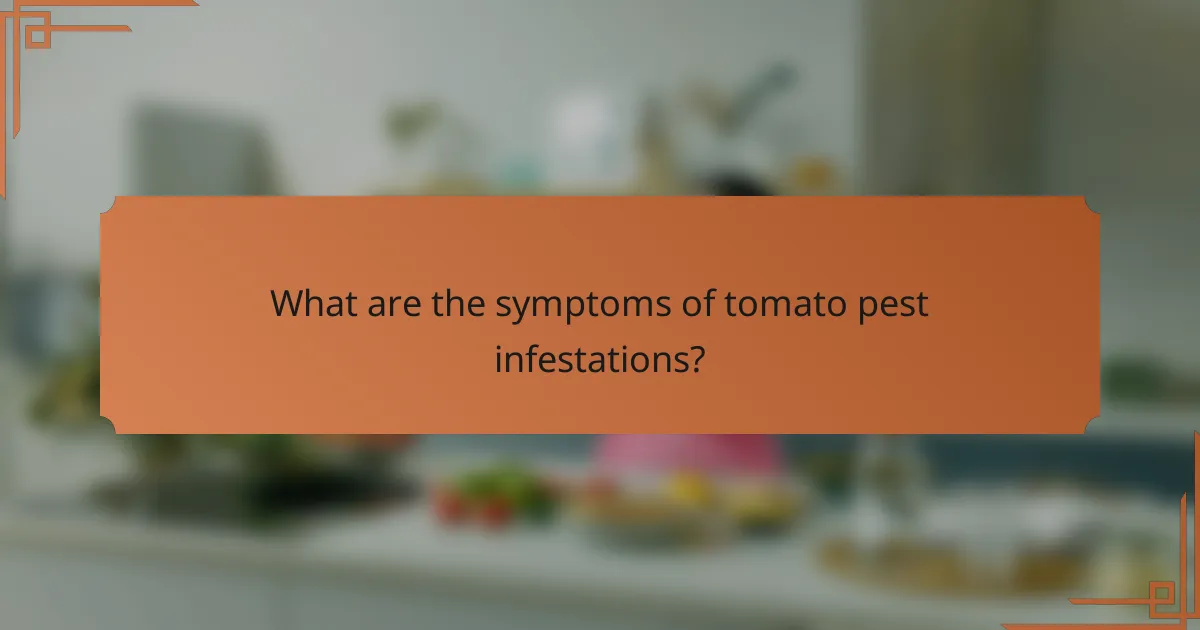 What are the symptoms of tomato pest infestations?