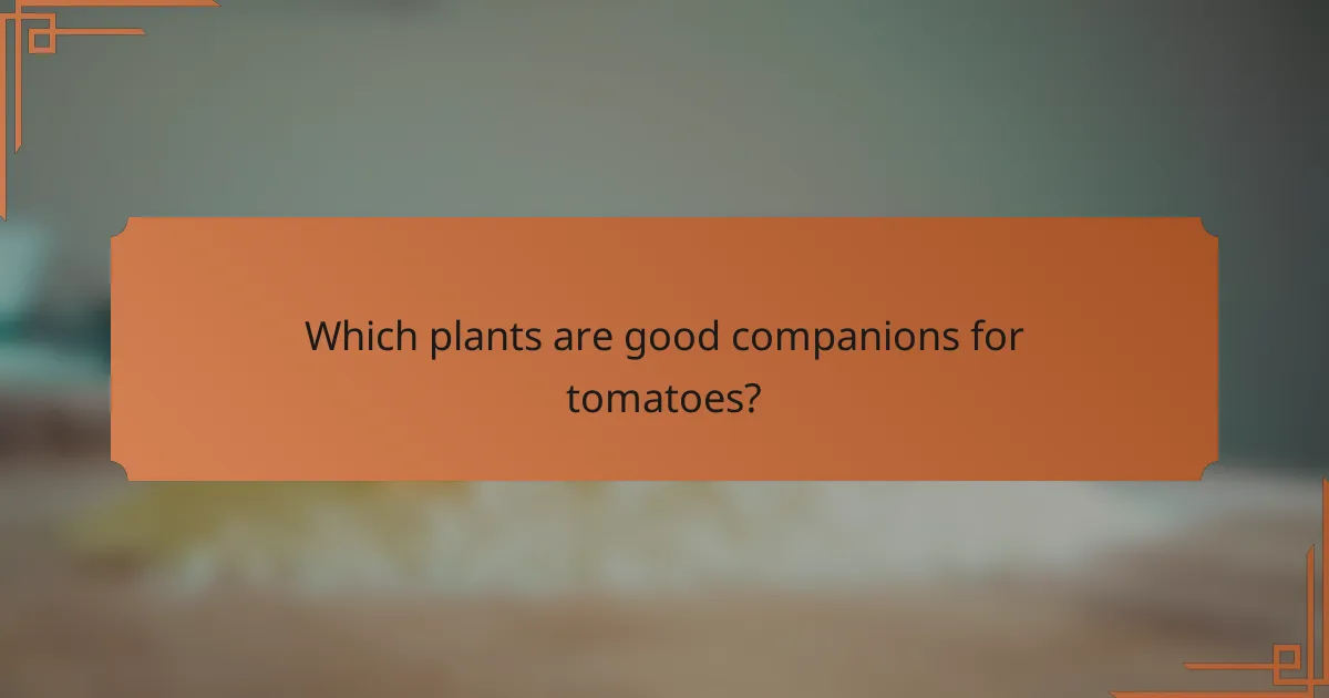 Which plants are good companions for tomatoes?